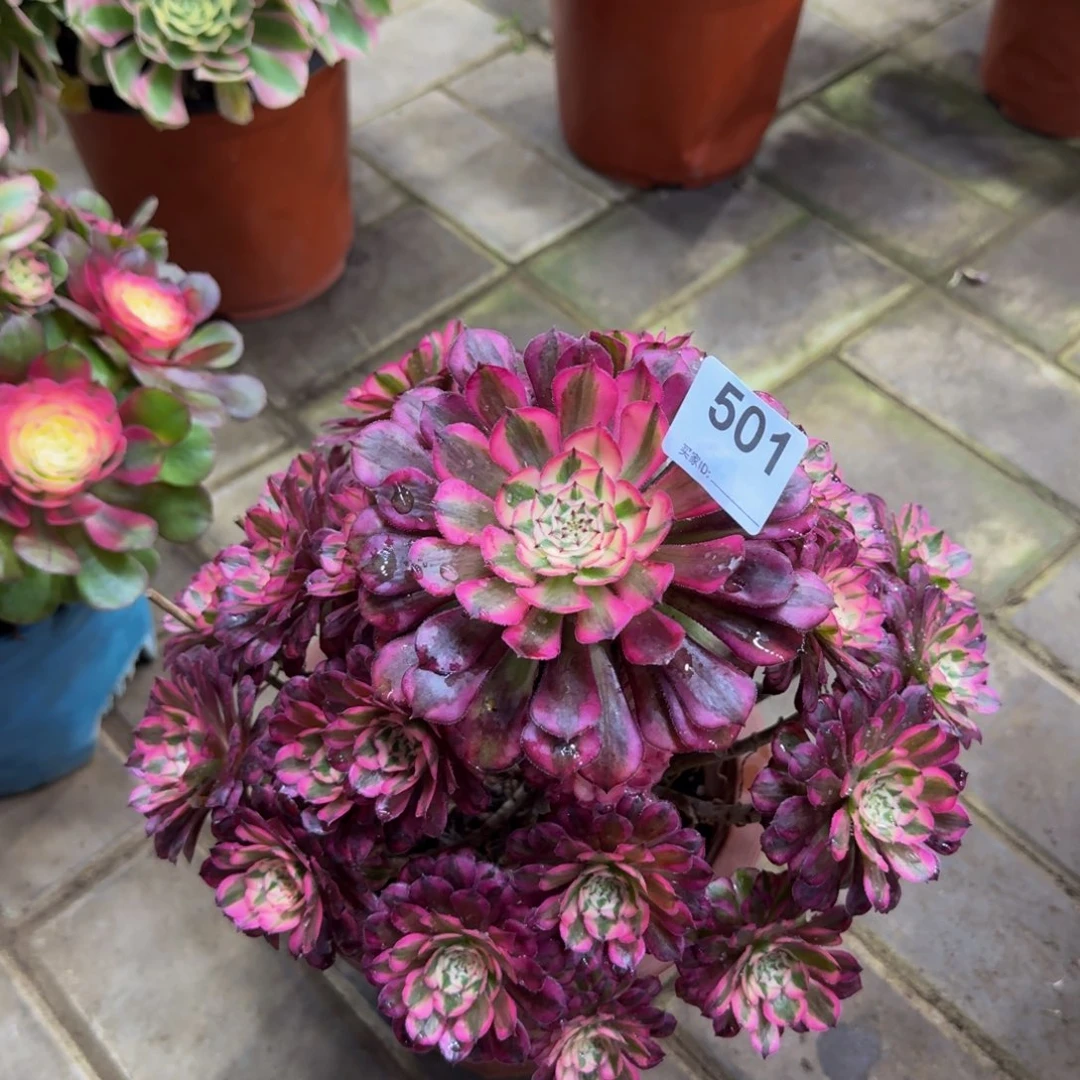 多肉植物501红桐柏