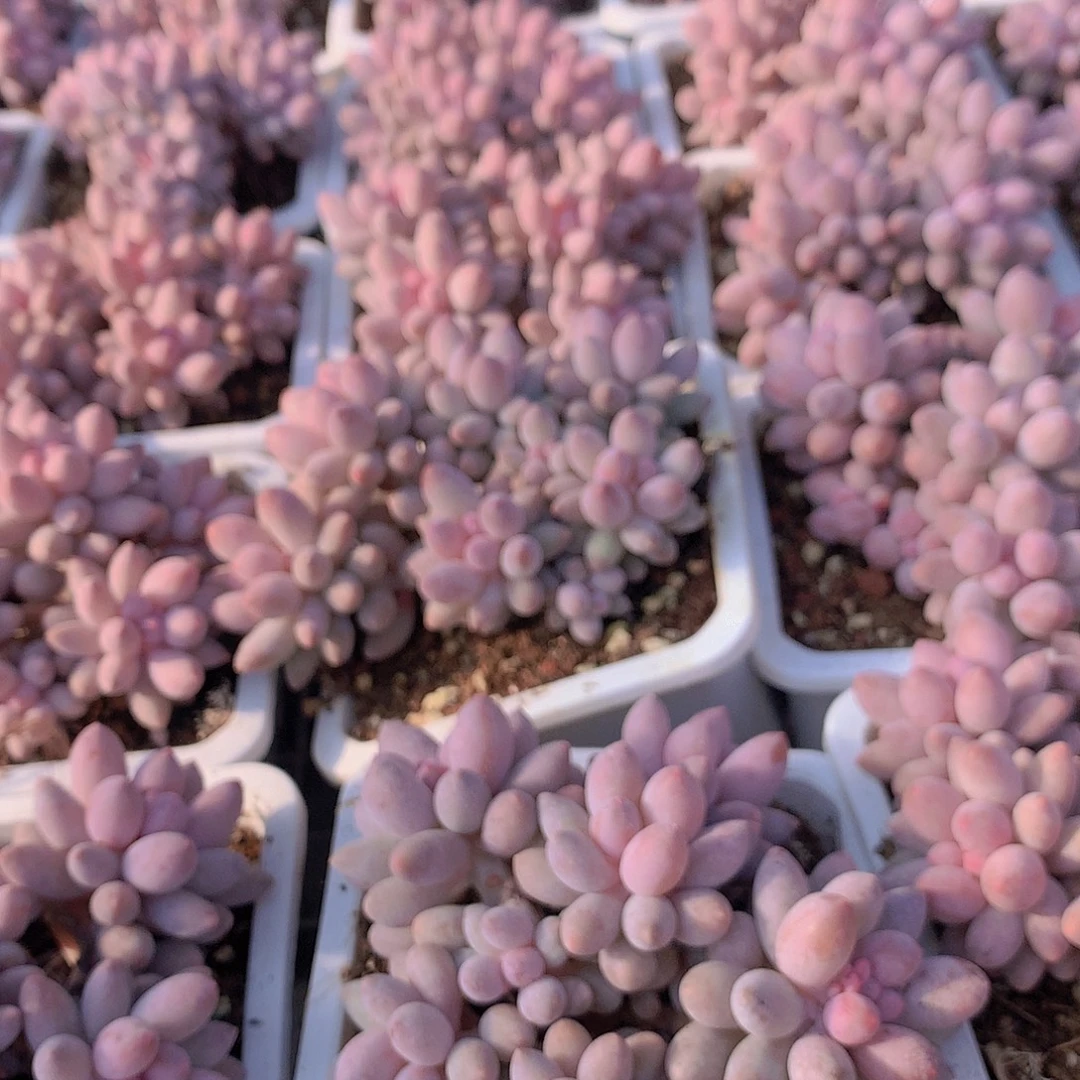 樱花奶3567899900000000