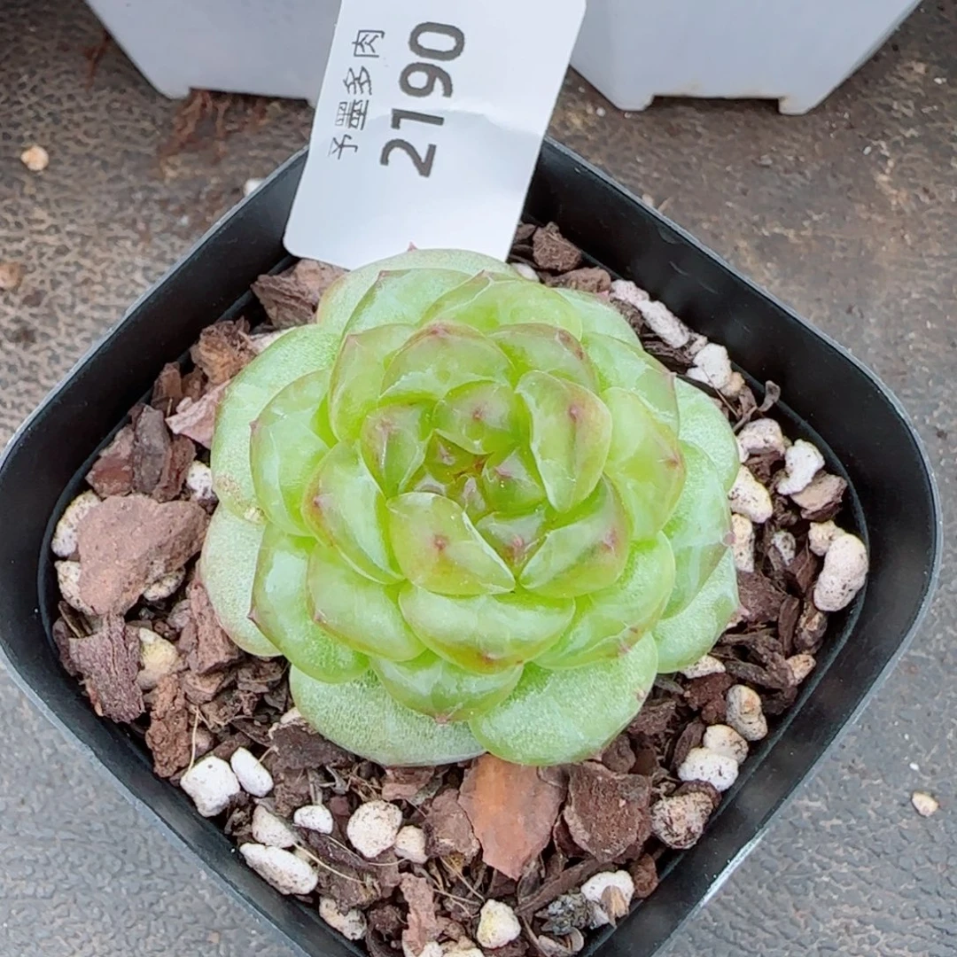 孤品珍妮福利，2190多肉植物