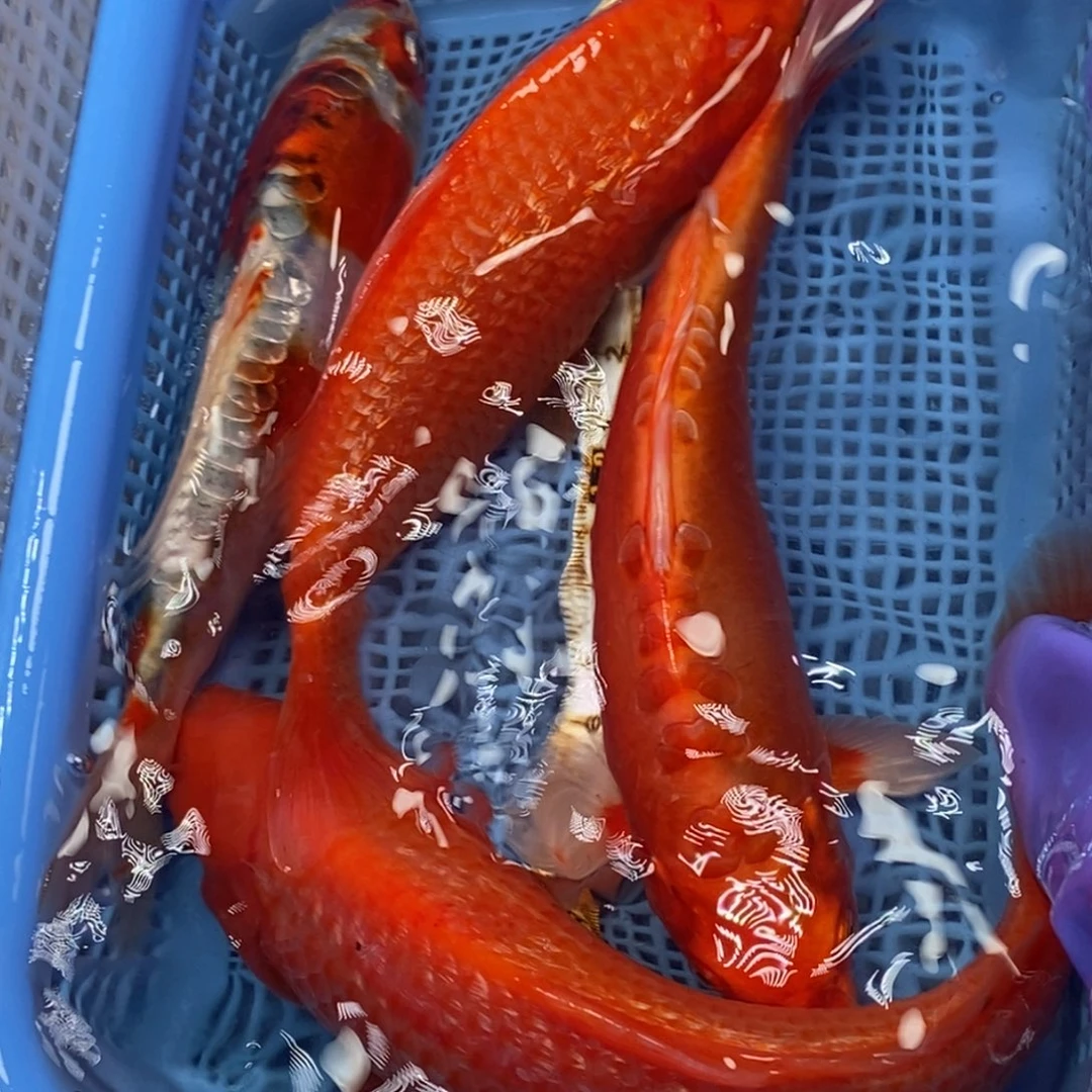 锦鲤冷水锦鲤包邮