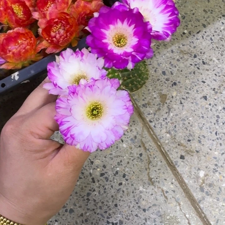 245丽花139歪无根侧牙3公分左右，20包邮