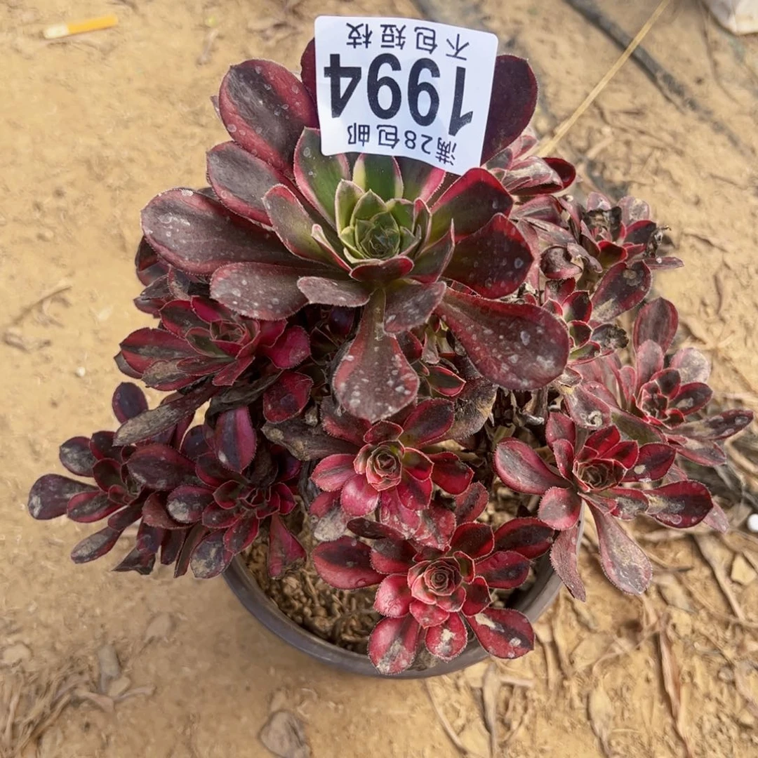丽娜多肉植物1994