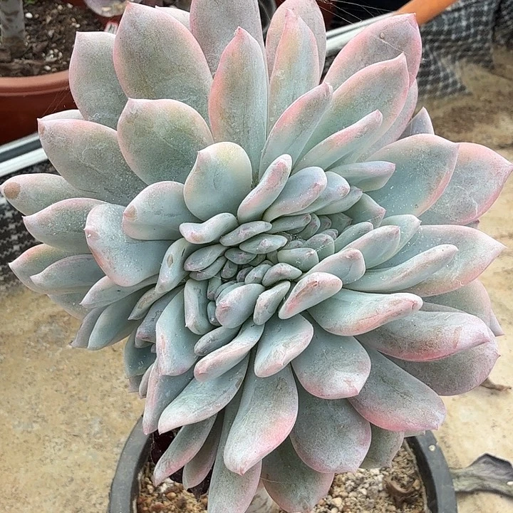 橙梦露锦腹轮锦缀化