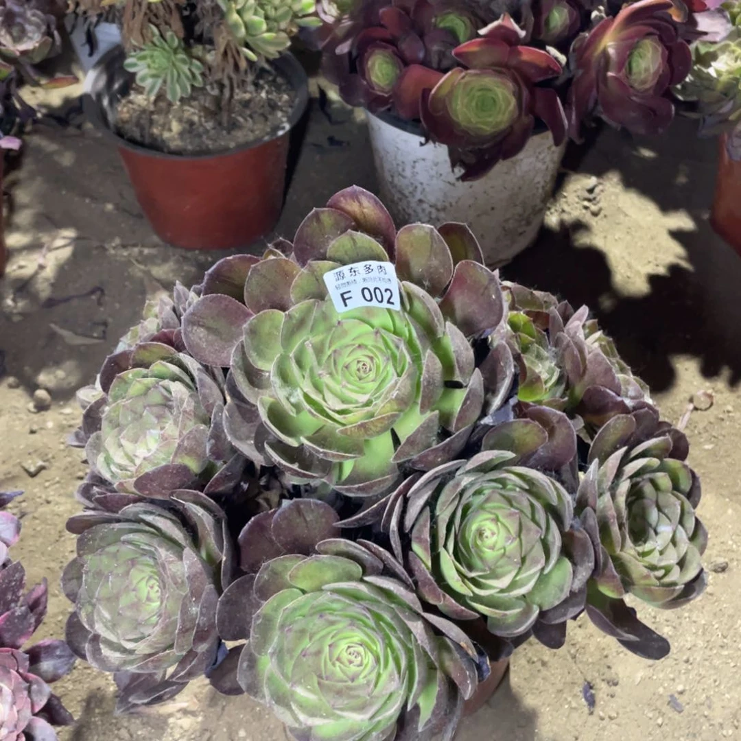 002花拉丝多肉法师断枝不包