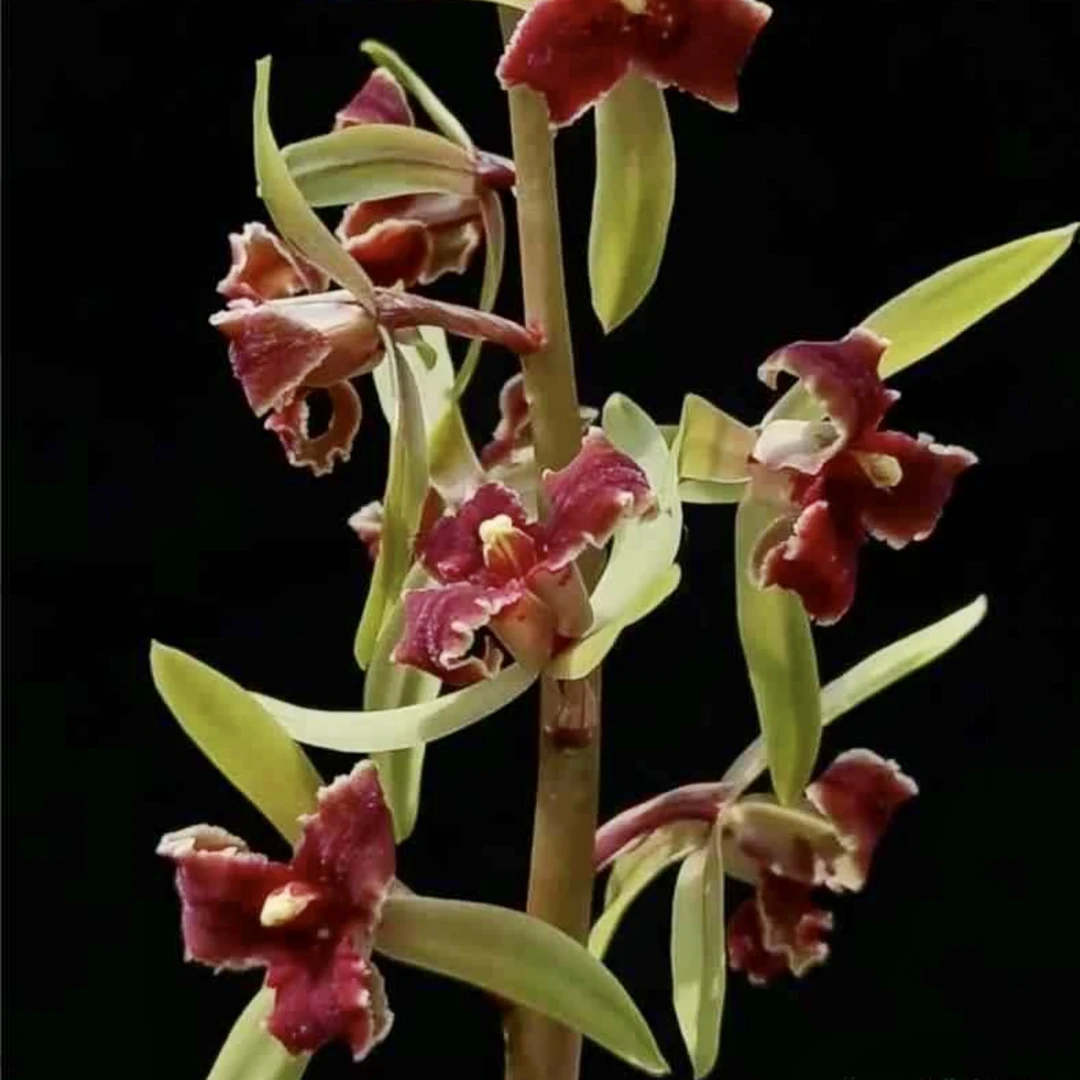 【红素三星】惠兰名品 老种2苗 高端兰花 花开浓香