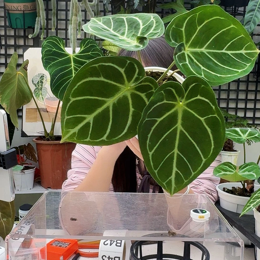 完全开放B41 黑泡泡