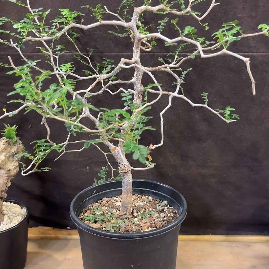 汤圆植物滔天橄榄