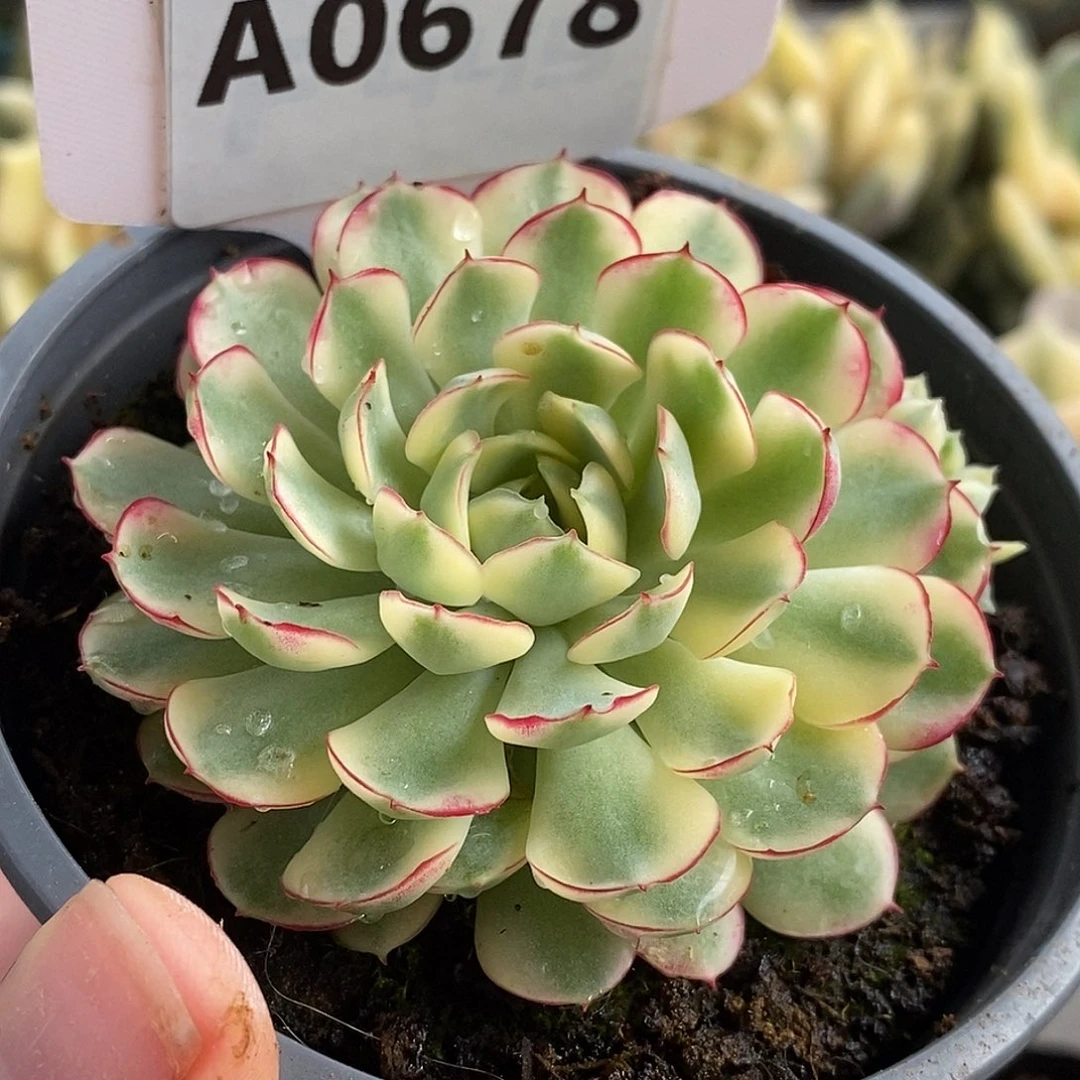 678梦幻玫瑰带崽崽哈哈哈