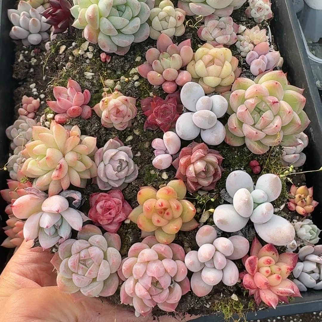 杂交新品珍妮多肉230