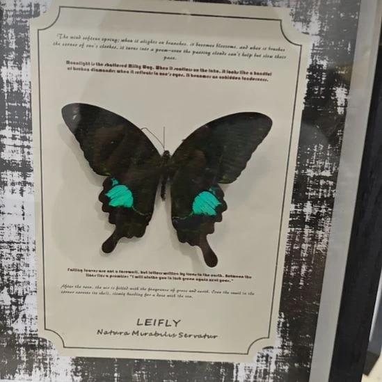 巴黎翠凤蝶十寸复古背景