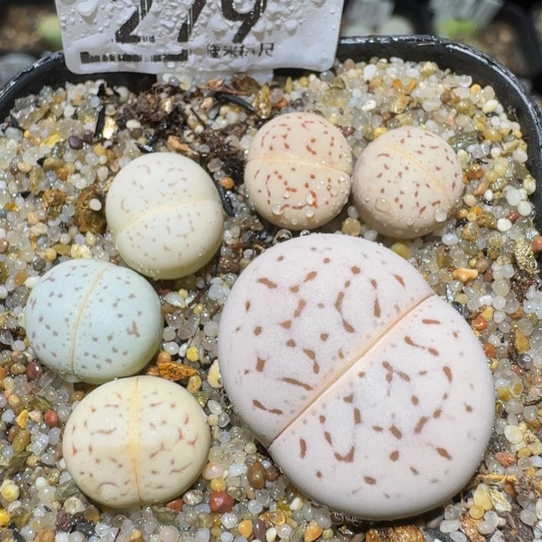 Ssss精品生石花279
