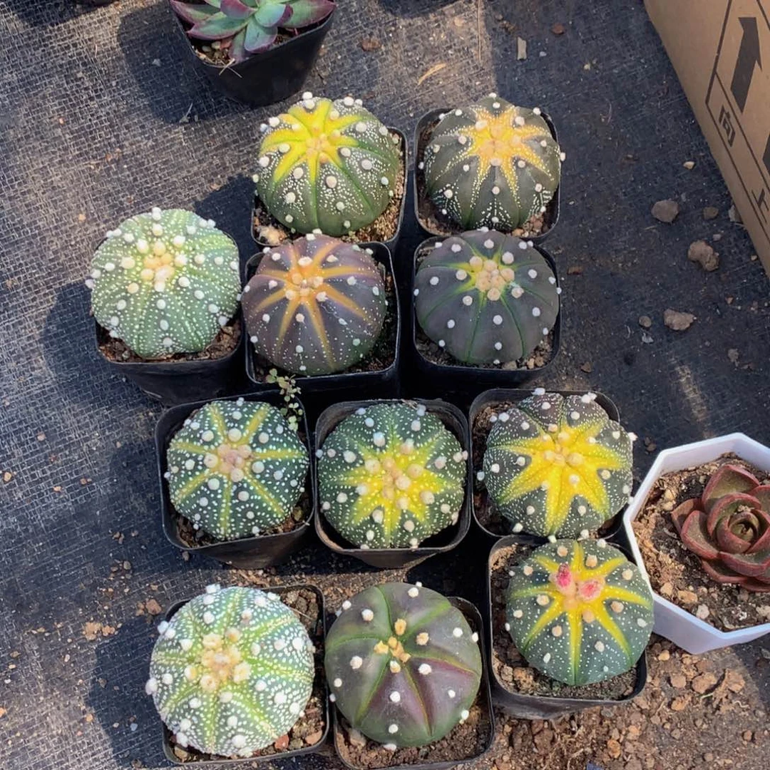 星球两颗  包邮 多肉  包邮
