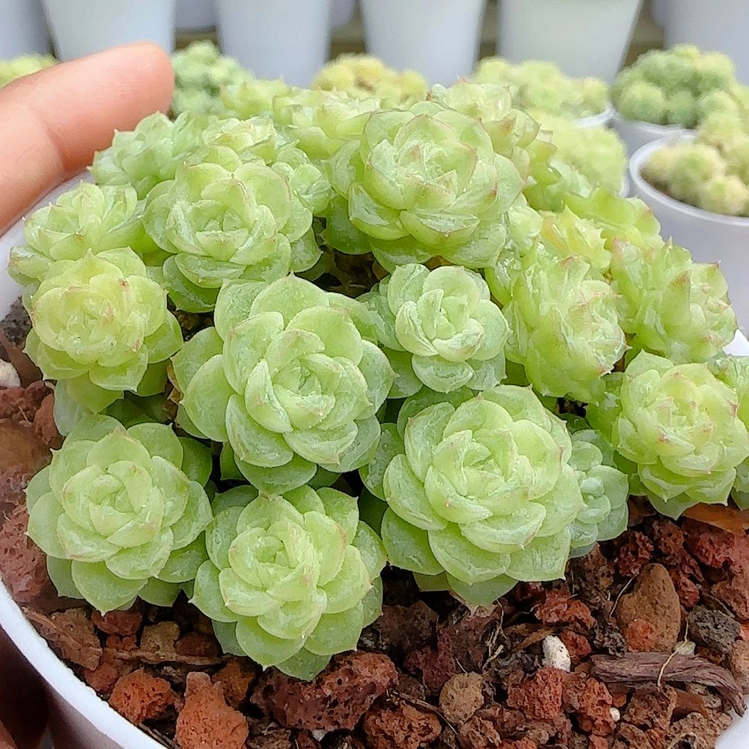 【闪购商品】0915-44边线女王优选