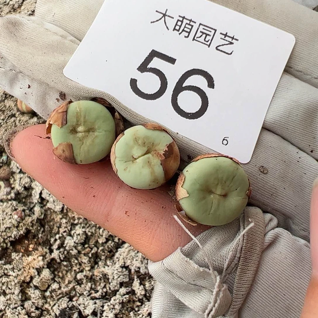 000056量拍以下1颗