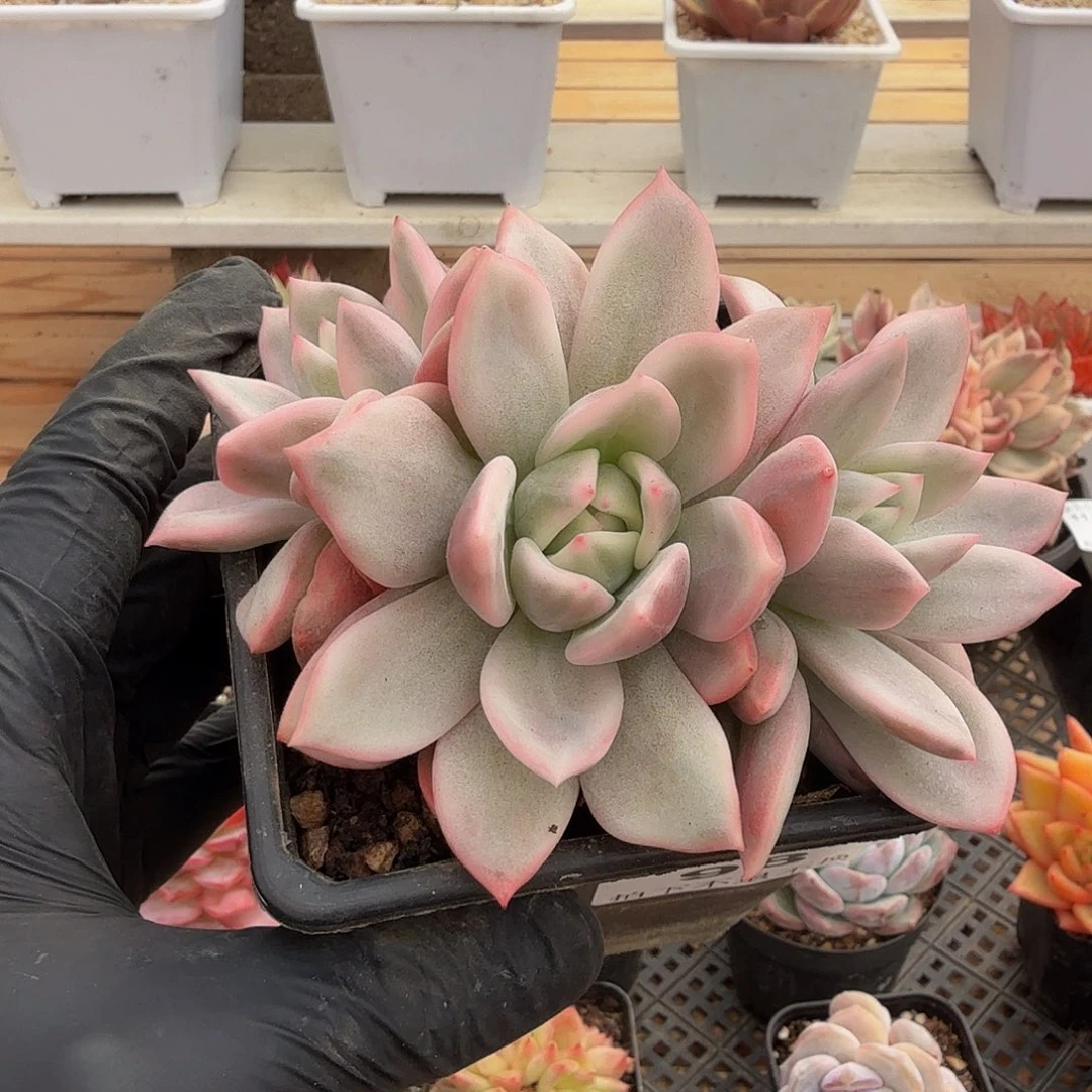 1123-98香槟锦群生