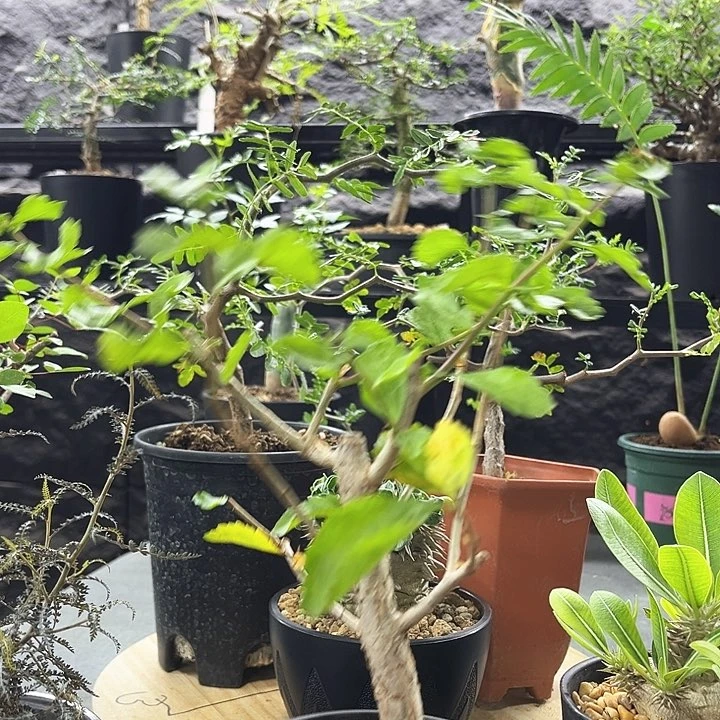 怀特橄榄一物一拍