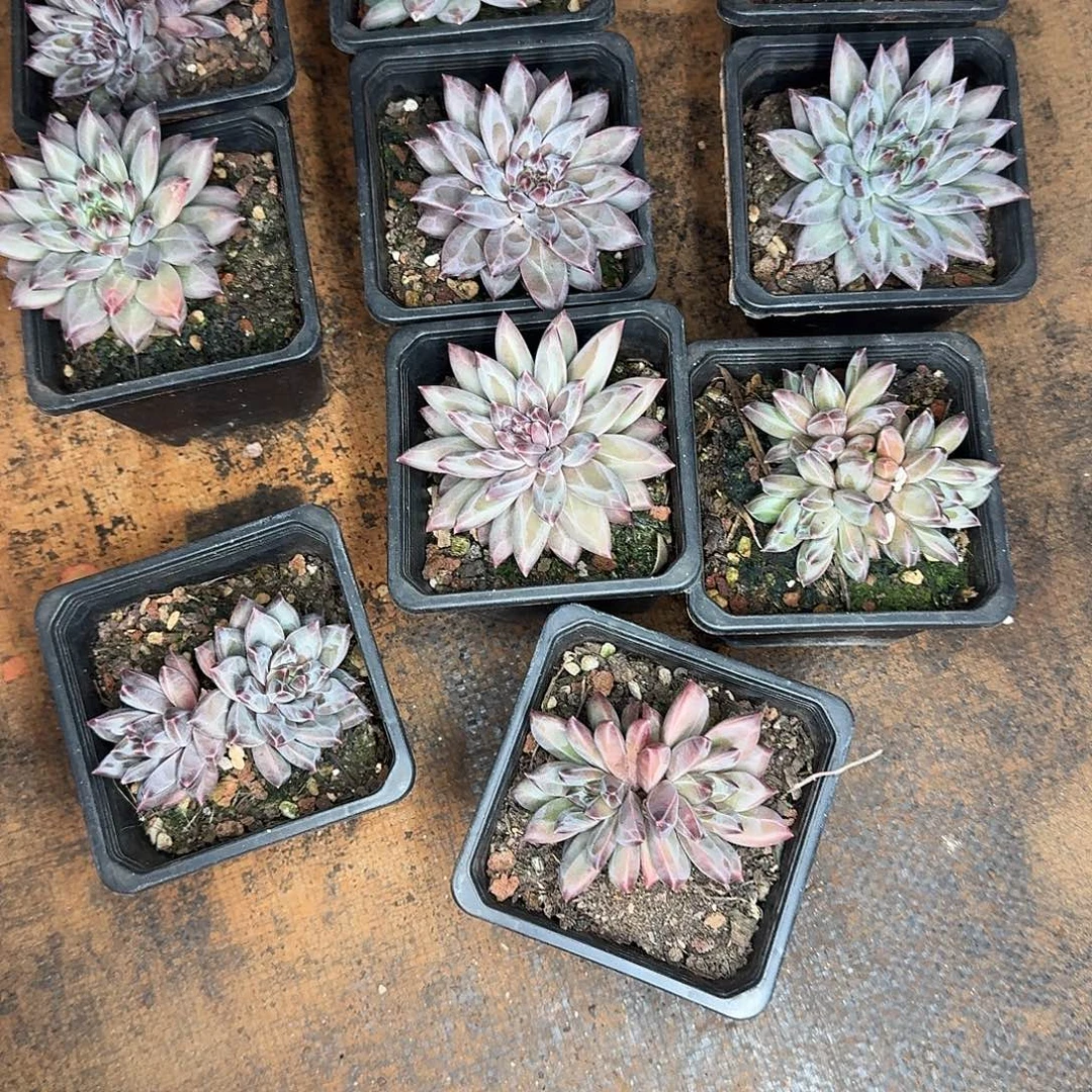 暗纹怪多肉植物组合