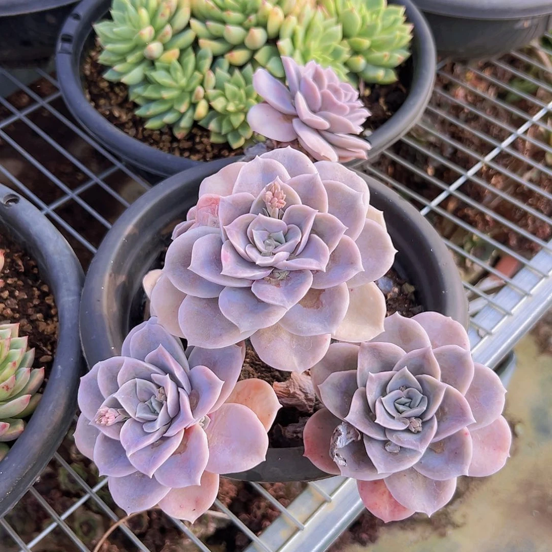 多肉一个默认瑕疵编号5