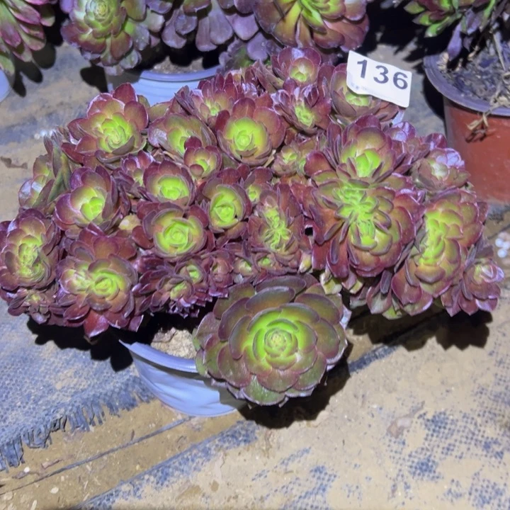 万缀小微瑕多肉植物136