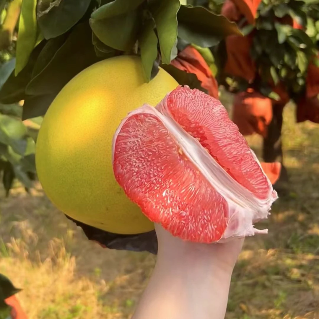 三红蜜柚  新鲜应当季时令现摘季水果红肉蜜柚子 精选套带果