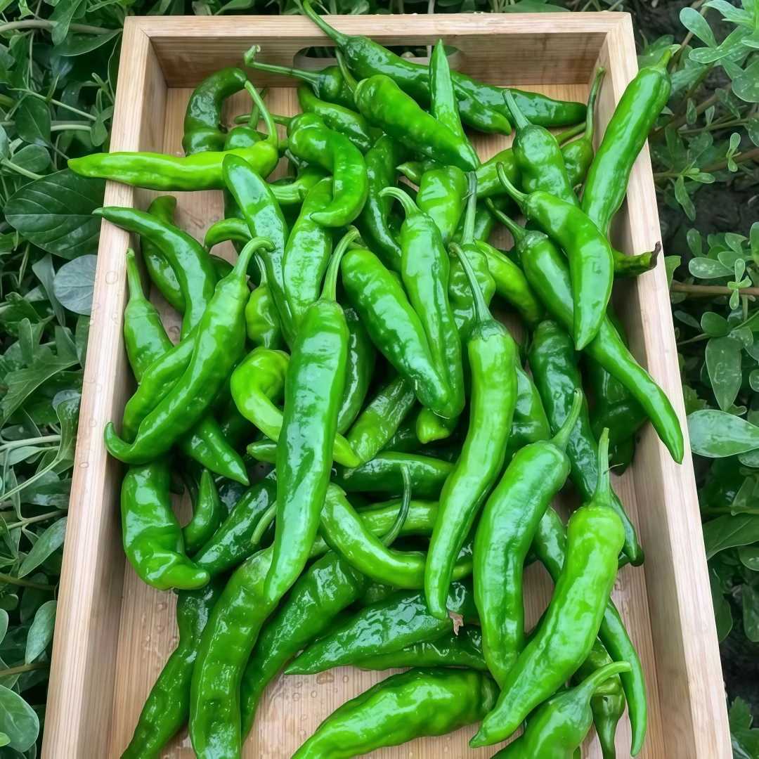 正宗樟树港辣椒苗樟树港辣椒秧苗特别辣的辣椒带土正宗种苗子