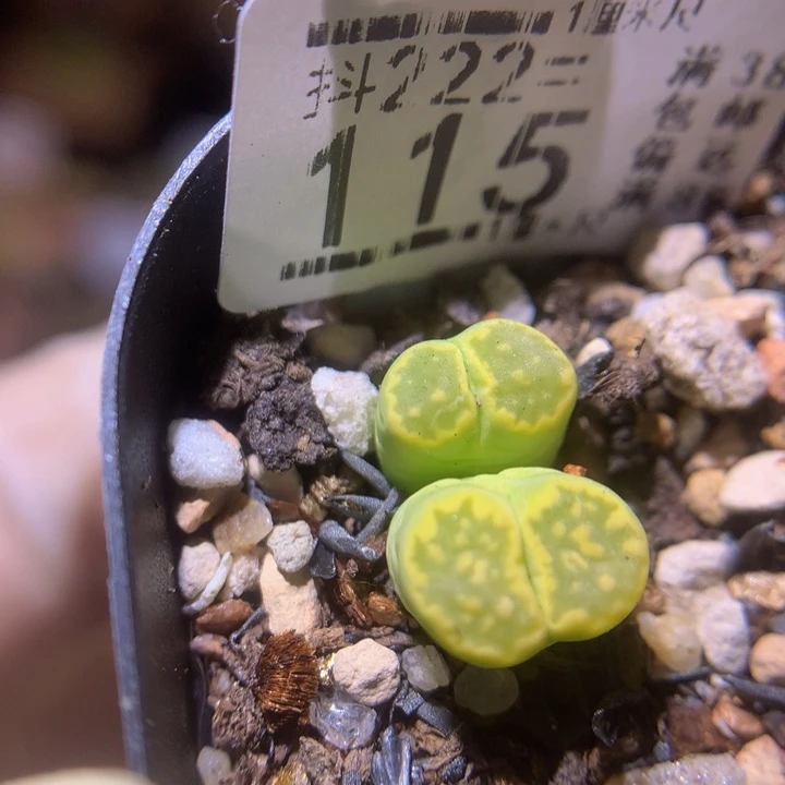 精品生石花222.115