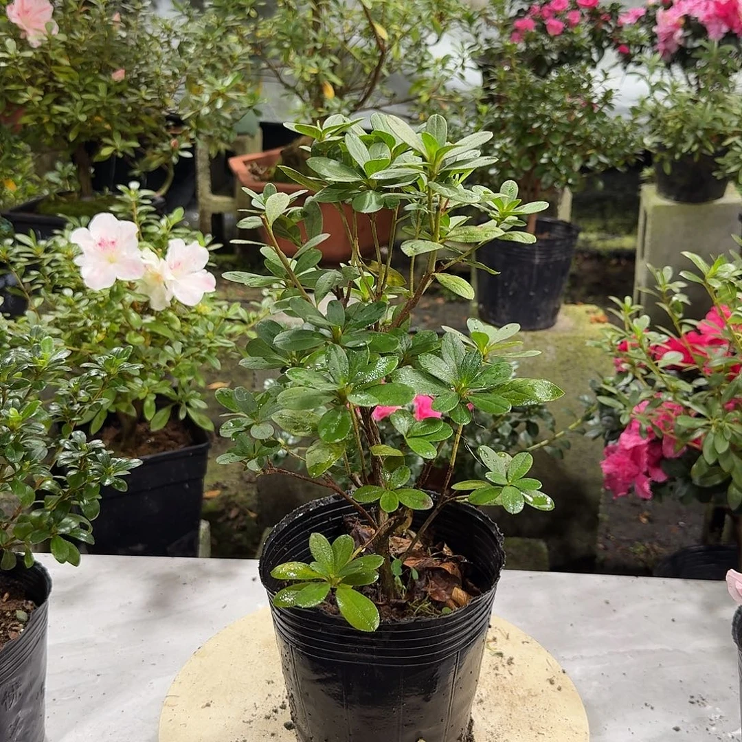 全部花苞非碧珠砂