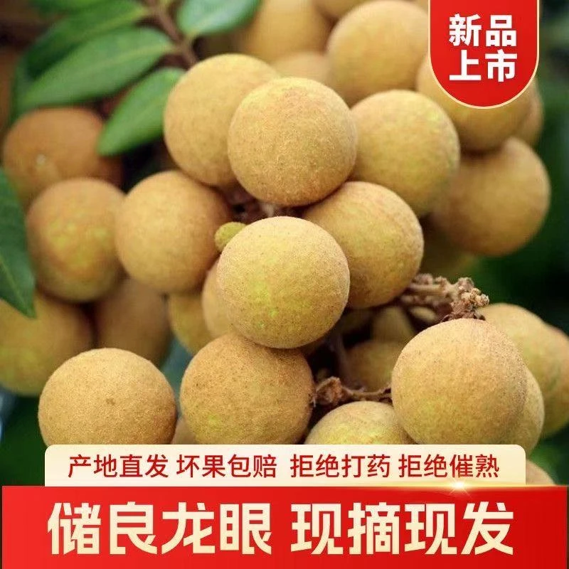 【顺丰包邮】广东茂名正宗储良龙眼精品果大果新鲜采摘当季水果