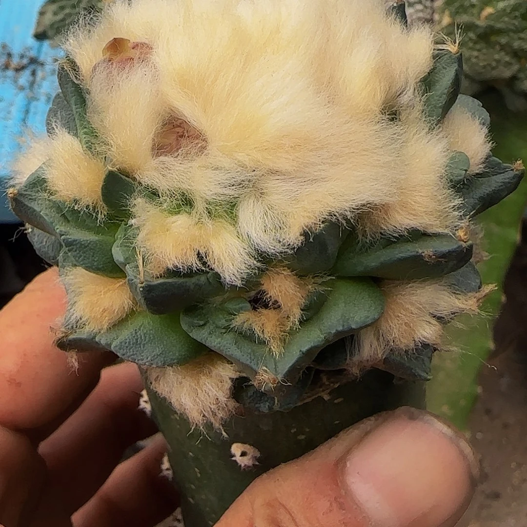 长毛翘尤龟甲牡丹865