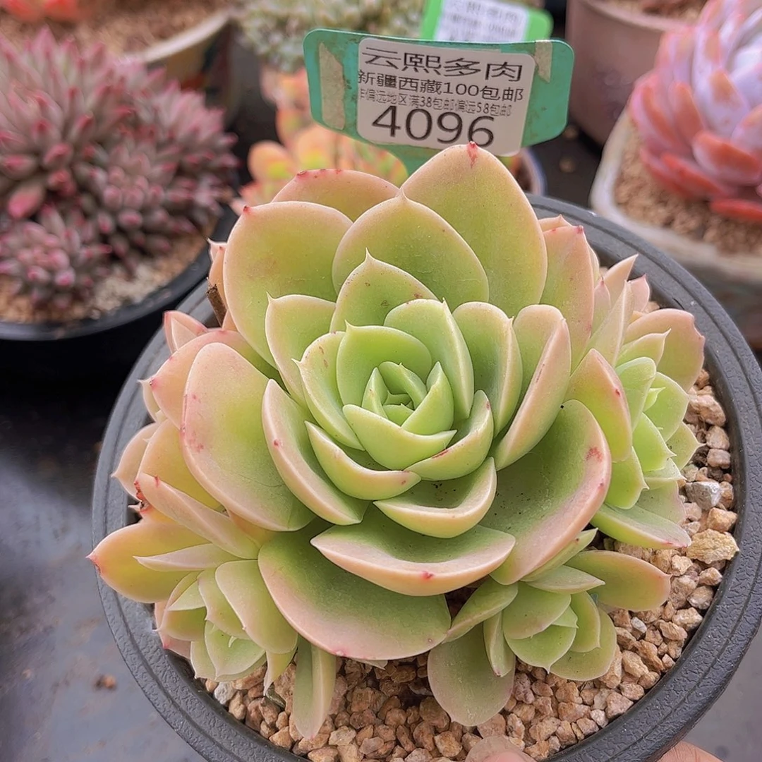 4096星娜塔多肉植物