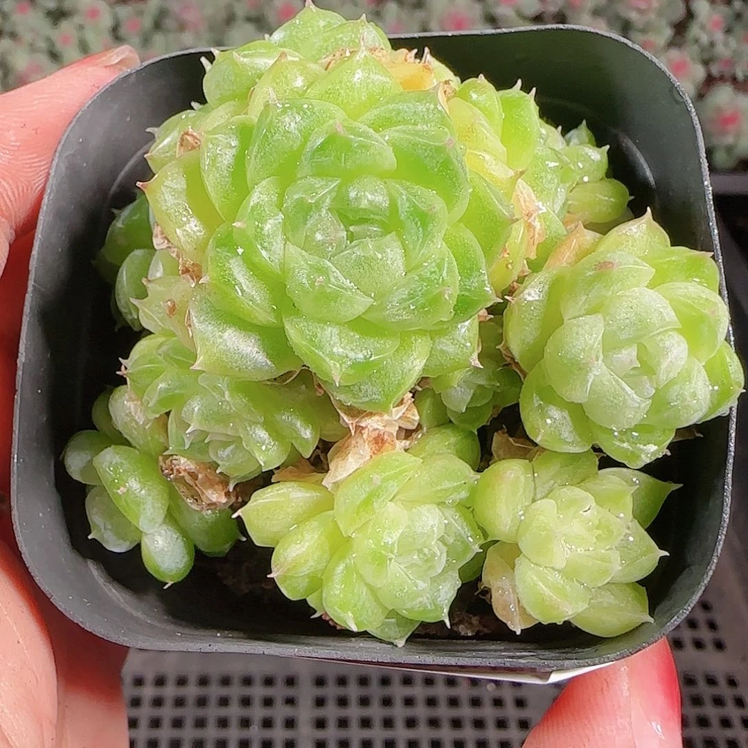 0923-159麦秆优选不包整
