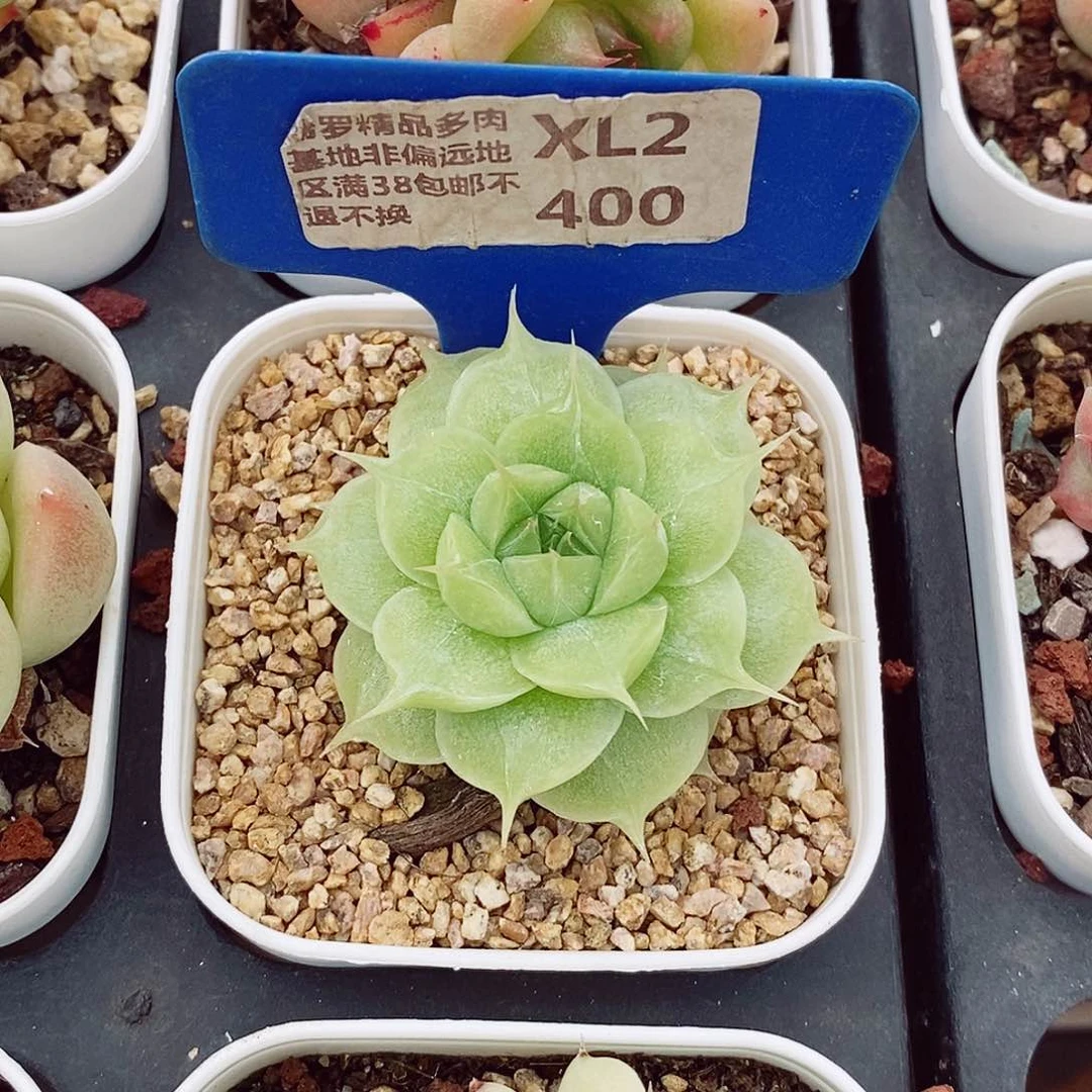 W****?麦秆4-5cm多肉植物