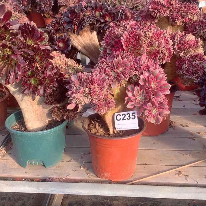 235 粉女巫追多肉法师