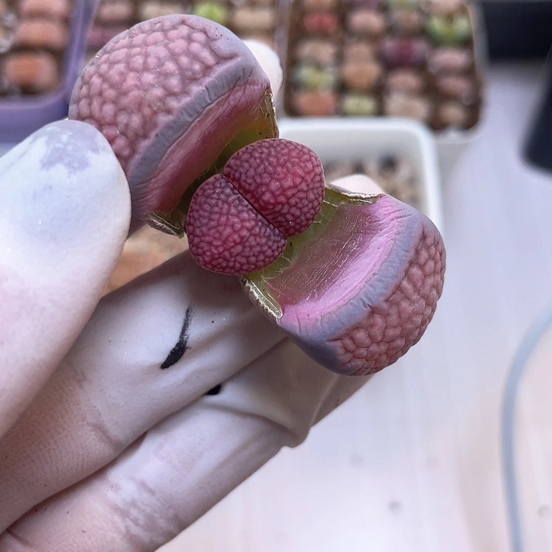 352号 紫巴黎…………………………