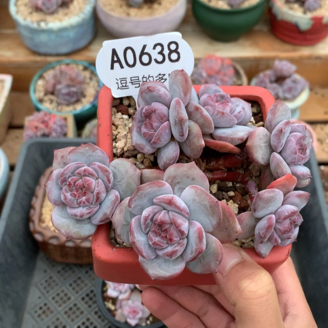 A0638 突尼斯小树 有砍 13cm