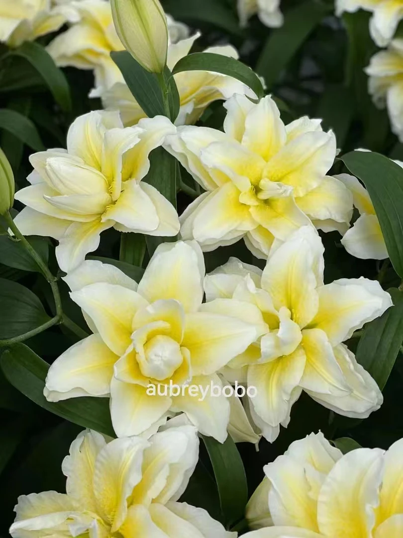 四季可种1颗【路德维纳】17/19 进口重瓣香水百合花球