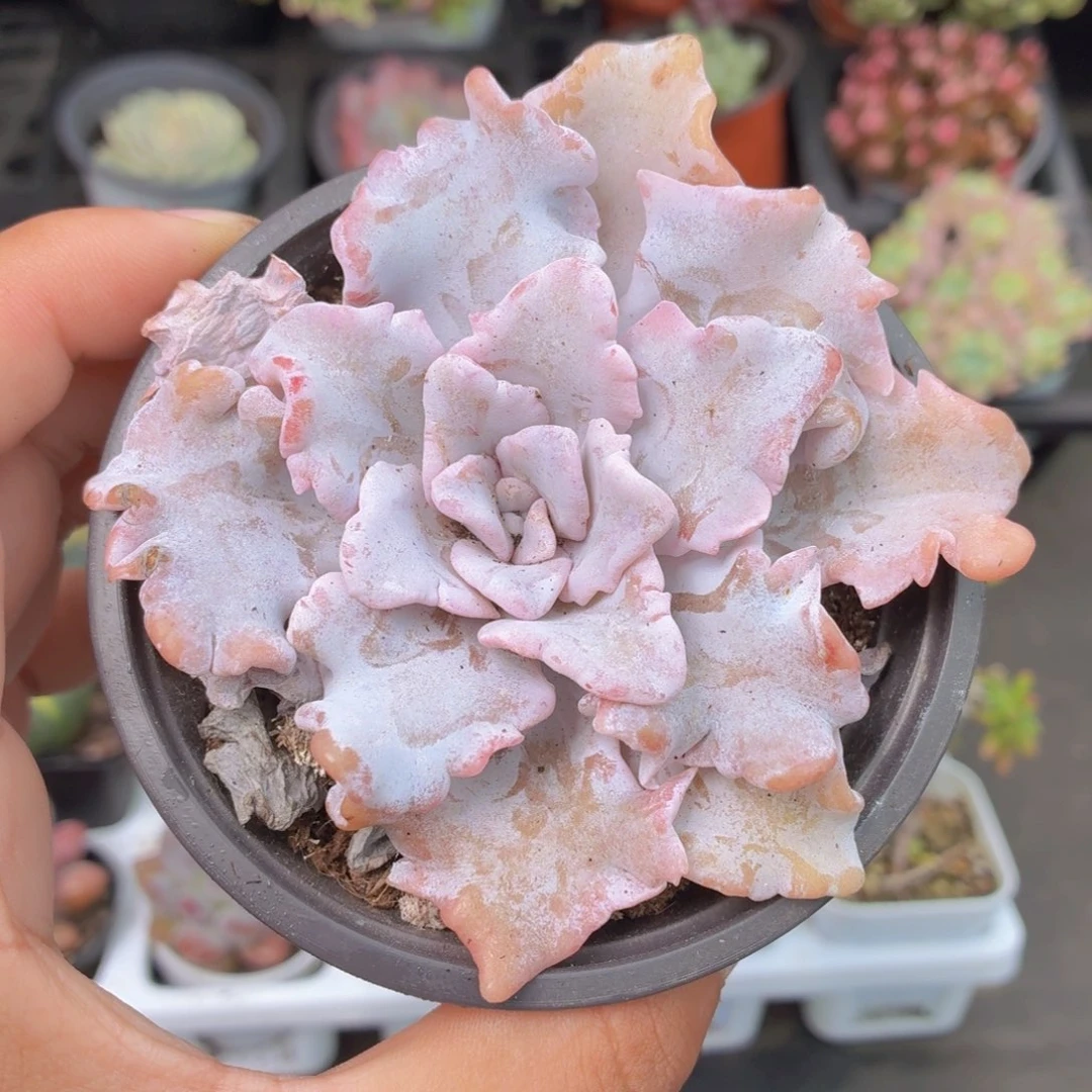 白饺子皮多肉9.9包邮发货