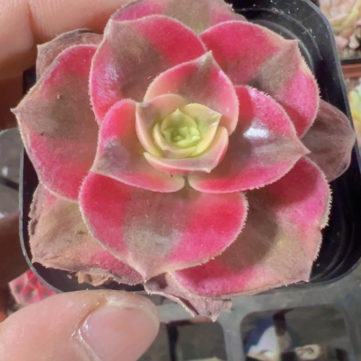 粉女巫精品多肉植物