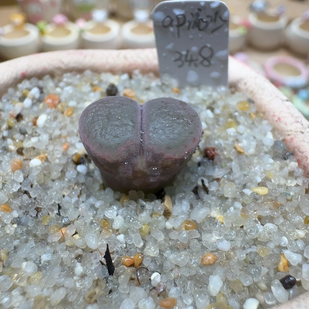 蘑菇1149ap流沙多肉植物