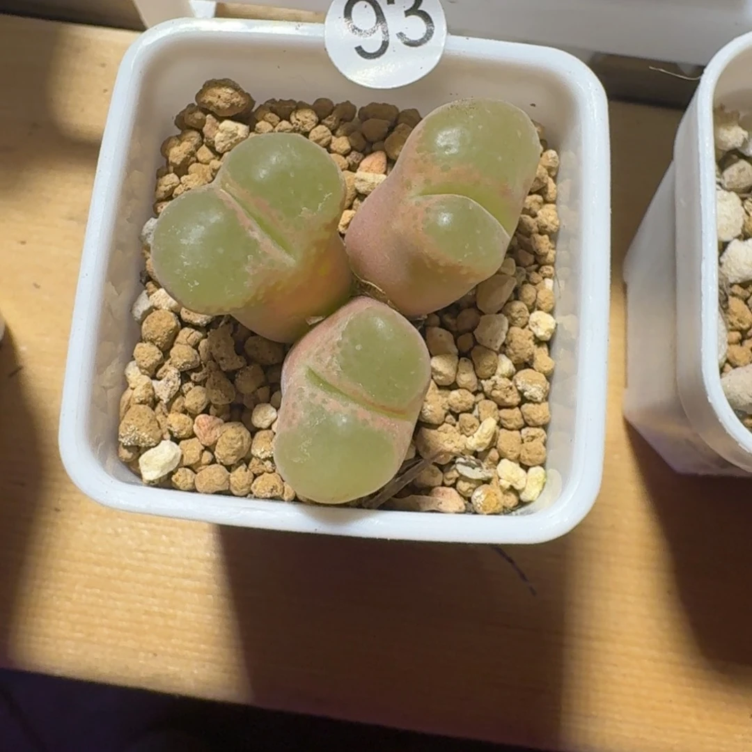 演***墨93........多肉.....