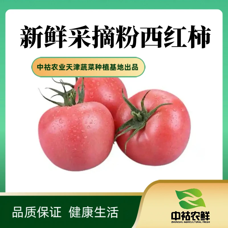 中祜农鲜正宗粉西红柿自种番茄老品种现摘现发粉果番茄顺丰包邮