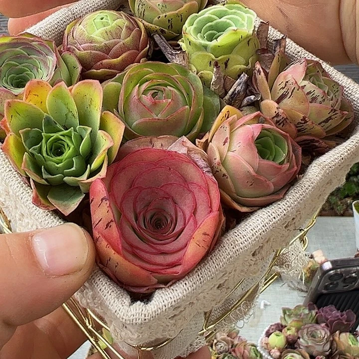 铁艺花篮9颗福利 t603.