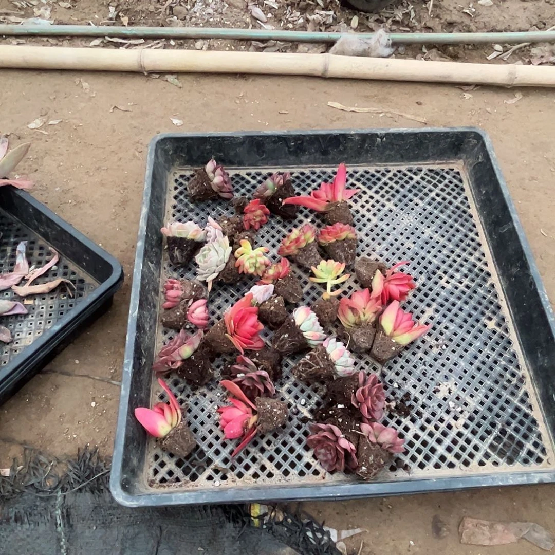 多肉植物28个小苗带根