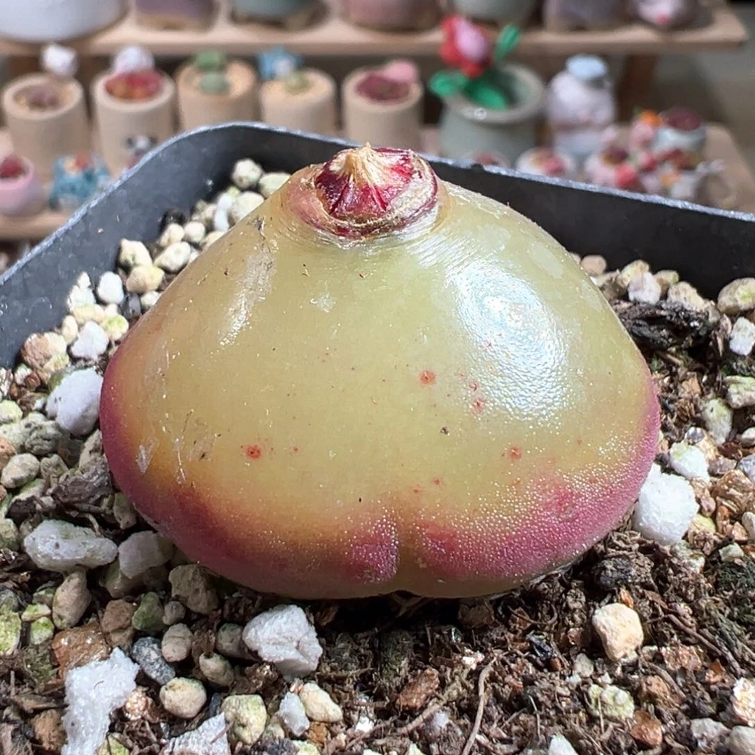 多肉植物169号灯泡