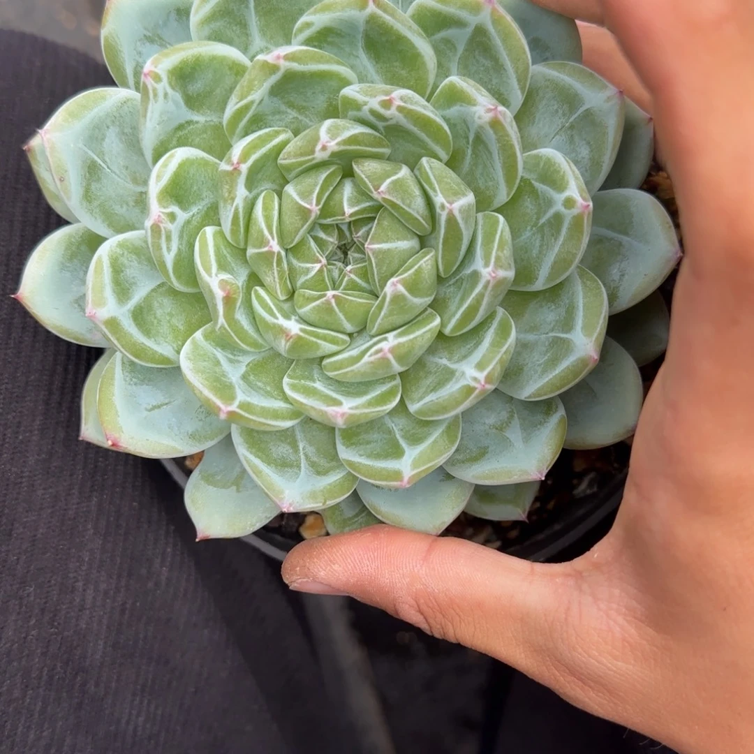 丫***丫一物一拍雪花珍妮60