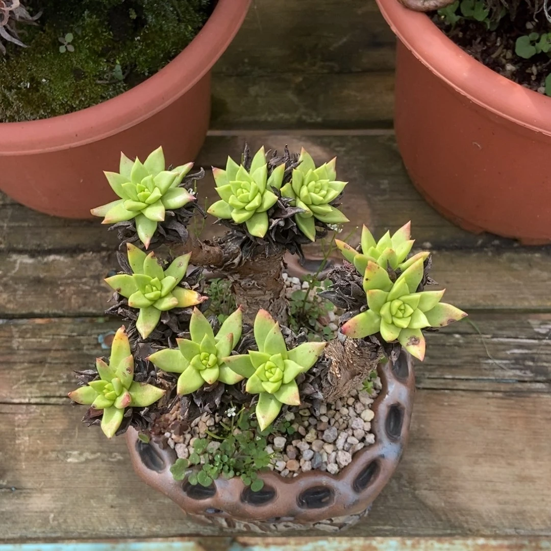 野砍法诺多肉植物