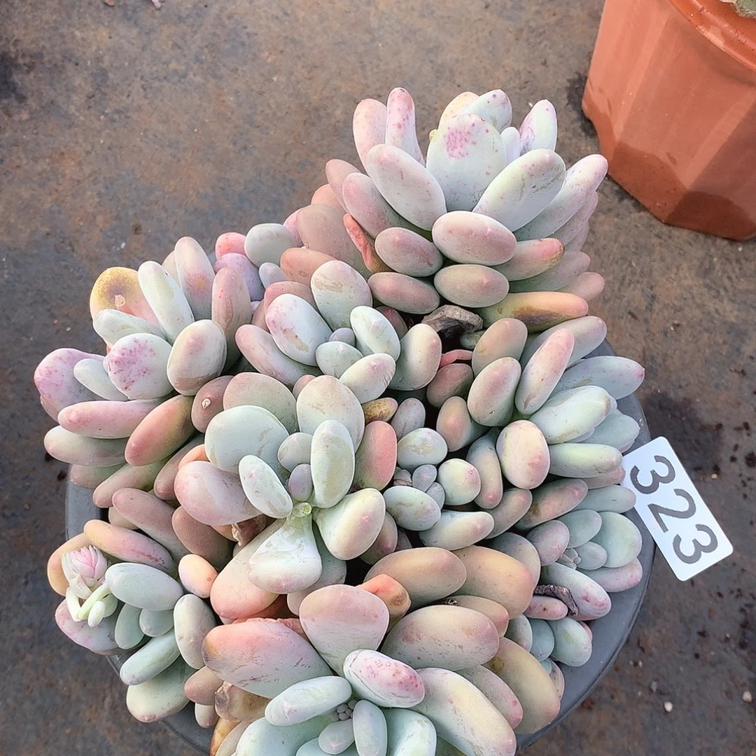 323奶杂一物一拍多肉