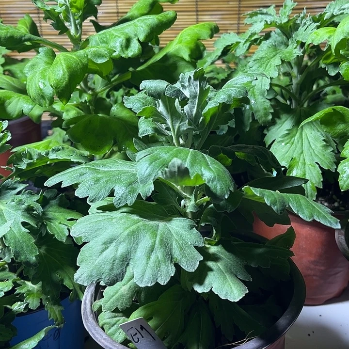 当前无花朵，栽培后可花朵太平的松