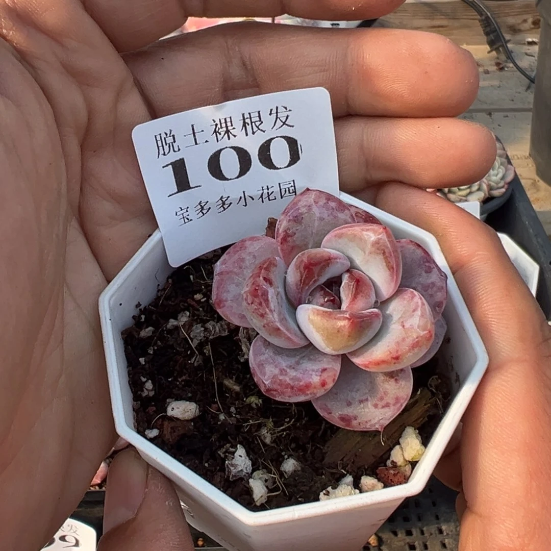 星星雪多肉满28包邮脱土发