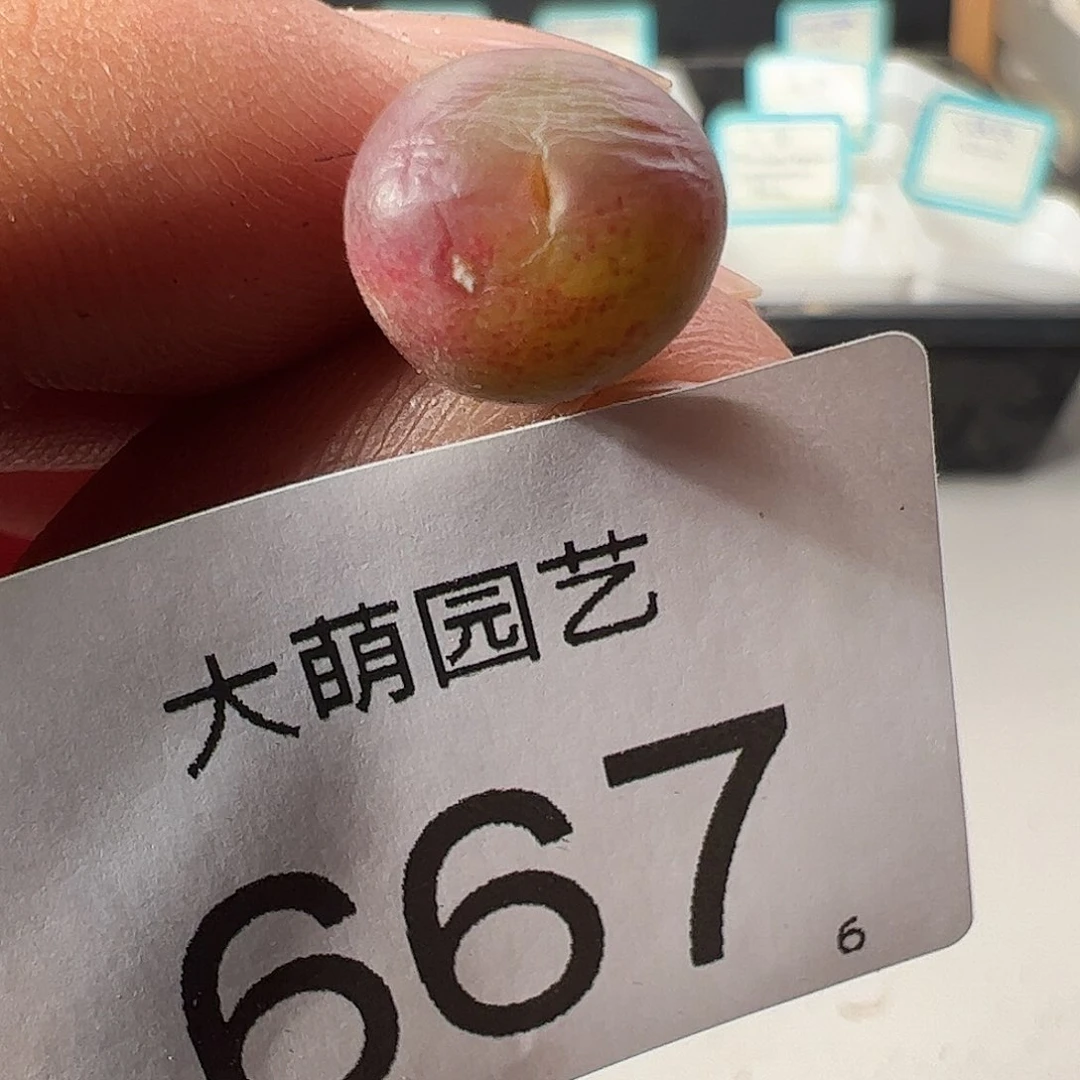 0000667 一物一拍……